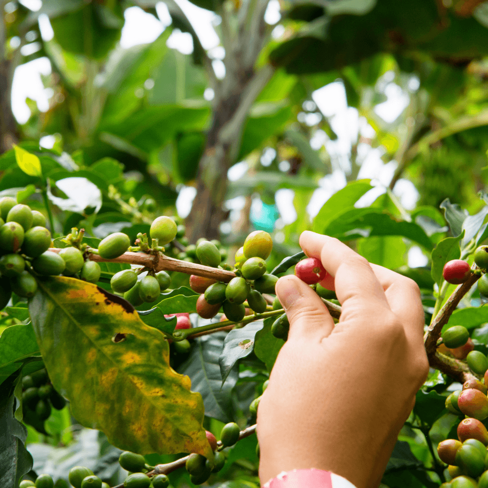 Café y Medio Ambiente: El Impacto de la Producción de Café Sostenible